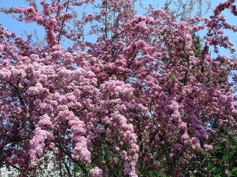 Flowering Crabapple Tree, Flower Crab, Flowering Crabapple, Tree Stem, Flowering Tree, Crabapple Tree, Spring Plants, Crab Apple, Propagating Plants