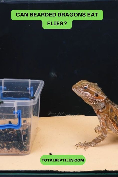 can bearded dragons eat flies Bearded Dragon Feeding, Bearded Dragon Diet, Nutritional Value, Pet Owner, Bearded Dragon, Reptiles, How To Stay Healthy, Diet, Canning