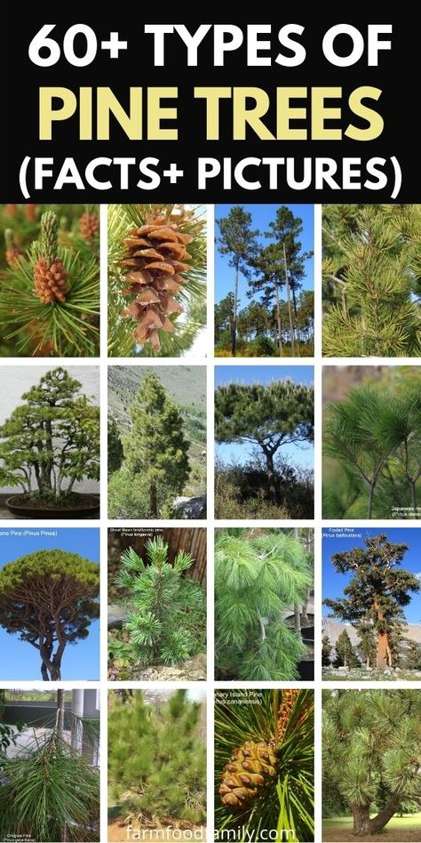 Pine Tree Identification Chart, Types Of Pine Cones, Pinus Tree, Types Of Evergreen Trees, Red Pine Tree, Tree Leaf Identification, Types Of Pine Trees, Identifying Trees, Leaf Identification