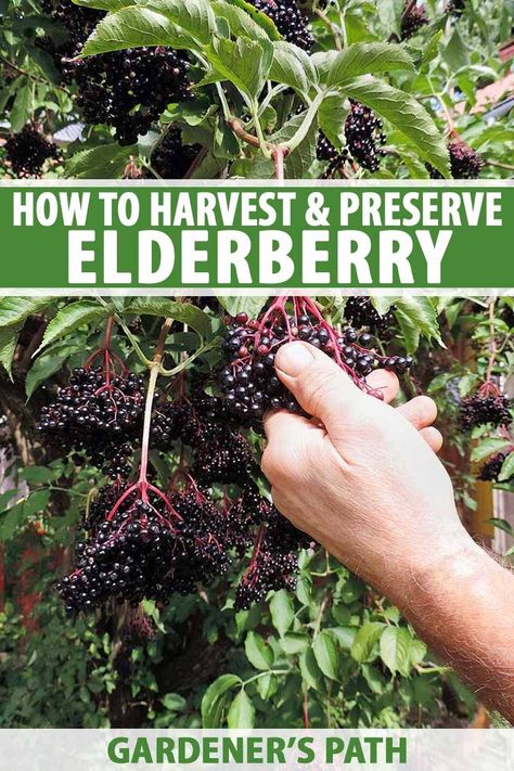 Elderberry is truly an incredible plant, with a rich, complex history and a multitude of fascinating uses. To learn how to harvest and preserve the fruit of this shrub for medicine, food, or wine, head over to Gardener’s Path now to read more. #elderberry #growyourown #herbalmedicine #gardenerspath Homesteading Checklist, Outdoor Garden Decor Ideas, Diy Outdoor Garden, Suburban Homesteading, Elderberry Wine, Elderberry Plant, Homesteading Tips, Elderberry Recipes, Modern Homestead