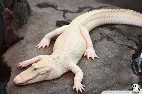 When God Runs out of Paint: 26 Albino Animals | Bored Panda White Alligator, Georgia Aquarium, Albino Animals, Animals Amazing, Crocodiles, Reptiles And Amphibians, Animal Wallpaper, Animals Images, Animal Photo