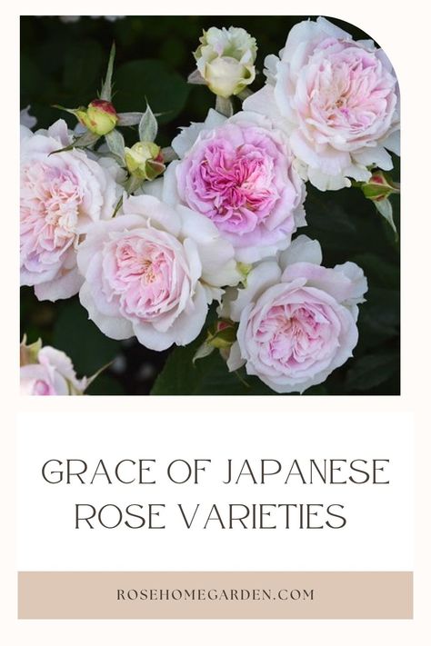 Immerse yourself in the captivating allure of Japanese rose varieties, where beauty and fragrance harmonize in perfect balance. Delve into a collection that includes hybrid tea, floribunda, and shrub roses, each meticulously crafted by Japanese breeders. Pin your favorite roses and let their ethereal charm grace your Pinspiration garden. 🌹 #rosegarden #rosegardeningideas Yellow Green Eyes, Rose Garden Ideas, English Rose Garden, Japanese Rose, Floribunda Rose, Rose Varieties, Types Of Roses, Shrub Roses, Damask Rose