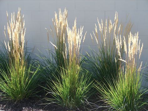 Landscaping With Karl Forester, Karl Forester Landscaping Ideas, Feather Grass Landscaping, Pampas Grass Landscape Ideas, Karl Forester Landscaping, Fountain Grass Landscaping Ideas, Karl Forester, Landscaping With Ornamental Grasses, Ornamental Grass Landscape