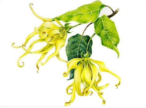 Flowers for cosmetic companies on Behance Kindergarten Art Lessons, Ylang Ylang Flower, Illustration Botanique, Altered Images, Botanical Drawings, Floral Scent, Ylang Ylang, Botanical Illustration, Botanical Art