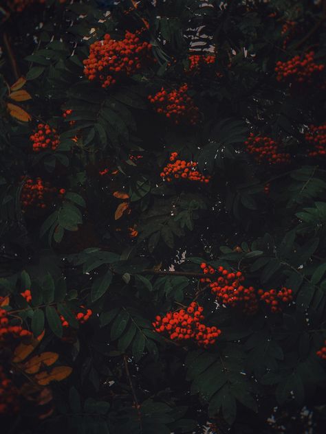 Dark Cottagecore Background, Rowan Tree Aesthetic, Dark Cottagecore Aesthetic Wallpaper, Rowan Aesthetic, Rowan Core, Cottagecore Background, Cottagecore Aesthetic Wallpaper, Evermore Aesthetic, Dark Cottagecore Aesthetic