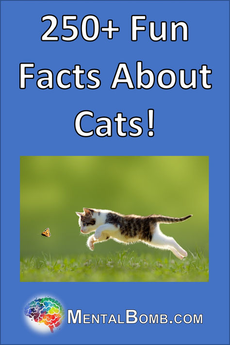 Over 250 fun facts about cats, fun facts for kids, where they live, what they eat, what they do, and so much more! #FunFacts Fun Facts About Cats, Facts About Cats, Fun Facts For Kids, Facts For Kids, Surprising Facts, Cat Facts, Funny Fun Facts, About Cats, They Live