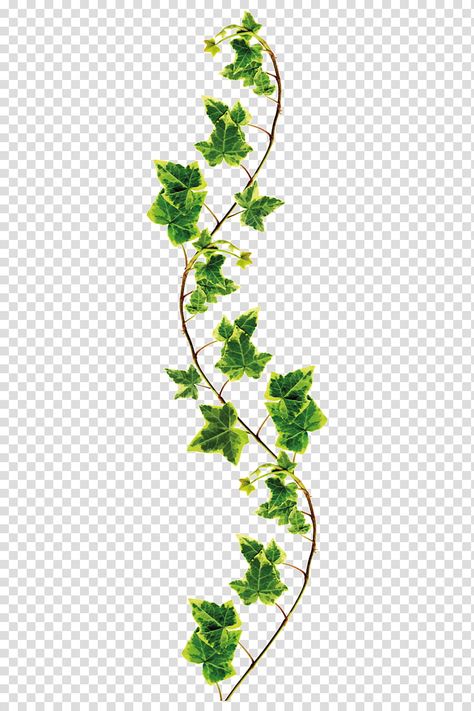 Climbers Plants Drawing, Creepers Plants Drawing, Plant Transparent Background, Vines Illustration, Ivy Illustration, Boot Painting, Common Ivy, Ivy Tattoo, Ivy Flower