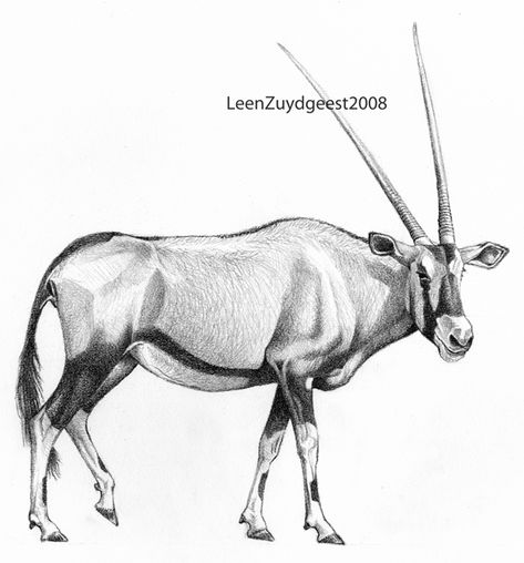 Gemsbok Drawing, Springbok Tattoo Ideas, Oryx Drawing, Oryx Animal, Arabian Oryx Drawing, Savannah Animals, African Wild Dog Sketch, Arabian Oryx, Springbok Antelope