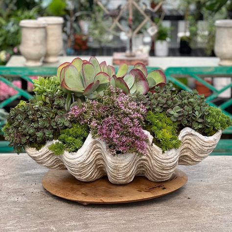 PLANTERS – Millstone Market & Nursery Quirky Planters, Beach Garden Decor, Seashell Decoration, Antique Booth Ideas, Shell Ideas, Shell Planter, Container Garden Design, Beach Balls, Rock Garden Design