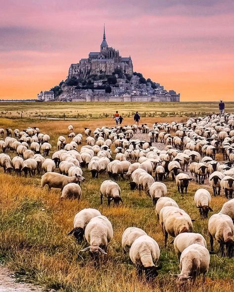 🇫🇷hello_france (@hello_france) • Instagram photos and videos Mt St Michel, Sky Sea, Travel Trip, Landscape Photos, Golden Gate, Wonderful Places, World Heritage, Sunrise Sunset, Animal Kingdom