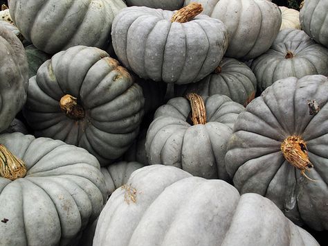 Blue-Gray Pumpkins | Wilbraham, MA a variant of Cinderella p… | Flickr Cinderella Aesthetic, Grey Pumpkin, Cinderella Pumpkin, Grey Aesthetic, Have Courage And Be Kind, Autumn Love, Seasons Autumn, Disney Cinderella, Film Disney