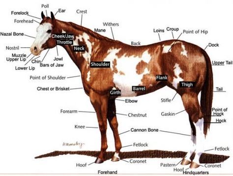 Labelled body parts of a horse Horse Parts Diagram, Horse Body Parts, Horse Diagram, Parts Of A Horse, Equine Science, Equine Vet, Horse Study, Equine Anatomy, Equine Veterinarian