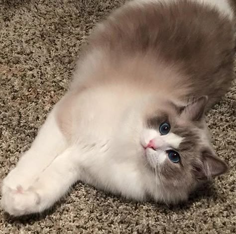 Ragdoll Cat Aesthetic, Ragdoll Kittens, Ragdoll Cats, Ragdoll Kitten, Fluffy Cat, Ragdoll Cat, Willow Tree, Cat Aesthetic