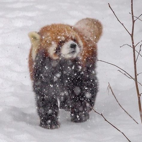 Red Panda Cute, Trash Panda, Silly Animals, Cute Wild Animals, Red Panda, Animal Planet, Spirit Animal, The Snow, Animals And Pets