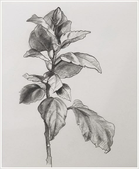 Foliage Sketch Pencil, Botanical Pencil Sketches, Realistic Leaves Drawing, Nature Plants Drawing, Foliage Drawing Leaves, Big Leaf Drawing, Realistic Plant Drawing, Leaves Drawing Pencil, Nature Study Drawing Sketch