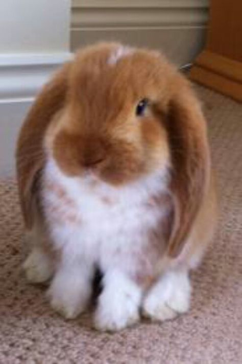 . Lop Bunnies, Holland Lop Bunnies, Regnul Animal, Mini Lop, Holland Lop, Good Photo, Funny Bunnies, Baby Bunnies