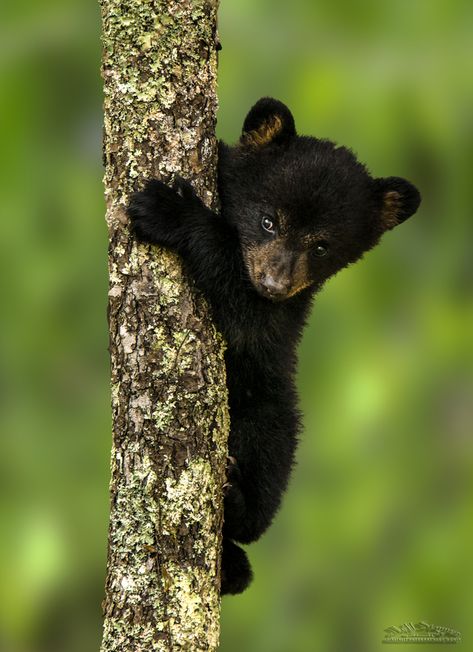 Baby Black Bear, Photo Ours, Black Bear Cub, Bear Cub, Bear Pictures, Bear Cubs, Polar Bears, Cute Animal Pictures, Sweet Animals