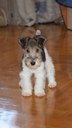 Oh be still my beating heart! Dear Father Christmas please can I have a Fox Terrier puppy. I'll be VERY good, I promise! Fox Terrier Puppy, Wirehaired Fox Terrier, Pomsky Puppies, Cutest Puppies, Creation Photo, Fox Terriers, Wire Fox Terrier, Terrier Puppies, Terrier Puppy