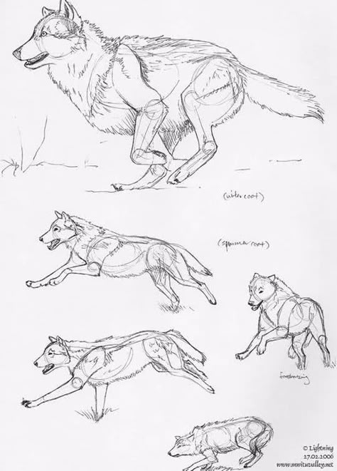 Wolf Drawings, Pen Sketches, Wolf Running, Wolf Sketch, Dog Anatomy, Animal Study, 강아지 그림, Wolf Drawing, Pen Sketch