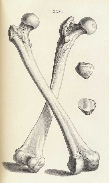 William Cheselden’s Osteographia (1733) | The Public Domain Review Skull Wall Decor, Art Cabinet, Anatomy Reference, Oliver Gal, Wall Art Canvas Prints, Traditional Art, Animal Drawings, Anatomy, Les Oeuvres