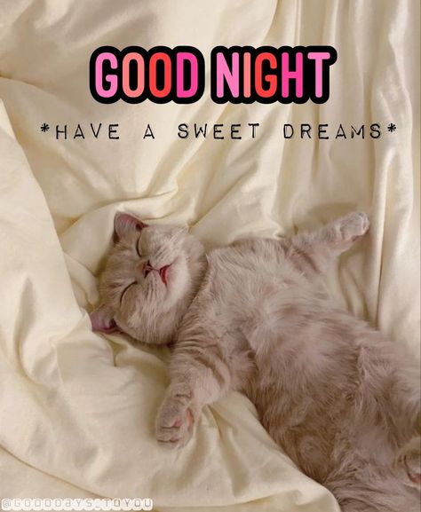 Sweet Dreams Messages, Goodnight Sweet Dreams, Sweet Dreams Sleep Tight, Cute Good Night Quotes, Sweet Good Night Messages, Good Morning Dear, Good Night Cat, Good Morning Dear Friend, Quote Images