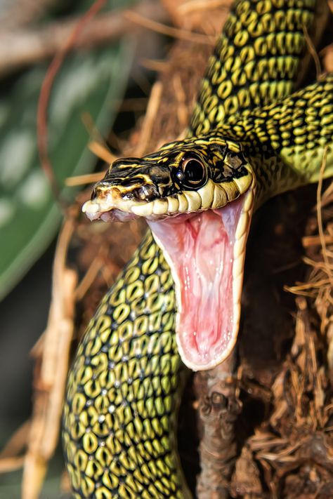 Ornate Flying Snake Snake Hissing, Ugly Creatures, Flying Snake, Jungle Wildlife, Tree Snake, Flying Lizard, Kinds Of Snakes, Zoo Aquarium, Colorful Snakes