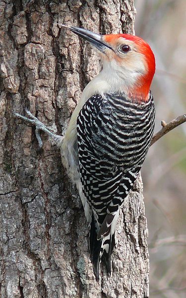 Flashcard 1.: Michigan Bird Identification at Free Flash Cards Maker Animal Spirit Guide, Bird Sitting, Common Birds, Woodpeckers, Kinds Of Birds, Winter Bird, Backyard Birds, All Birds, Bird Pictures