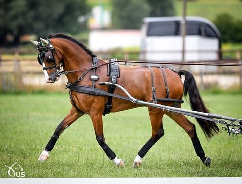 Meet our 2023 Celebration Horse! - BreyerHorses.com Beauty And Intelligence, 2023 Celebration, Shire Horse Dressage, Horse Trotting With Rider, Horse Driving, Draft Horse Carriage, Horse With Bridle, Horse Bridle English, Driving Horses