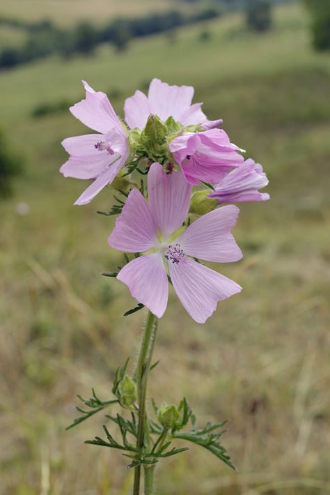 musk mallow Musk Mallow Flower, Globe Mallow, Mallow Cups, Purple Poppy Mallow, Musk Mallow, Mallow Flower, Rose Bouquet, Light Pink, Tattoos