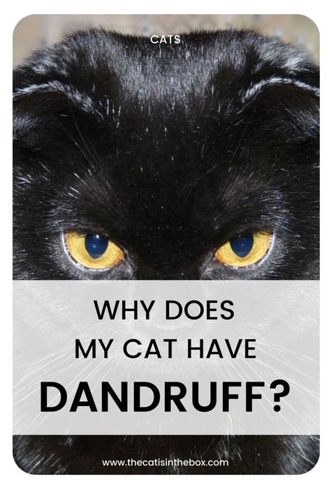 Black cat with dandruff Cat Dandruff, Cat Skin, Scaly Skin, Fungal Infection, Skin Disorders, Flaky Skin, Skin Diseases, Animal Hospital, New Skin