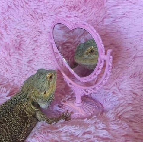 lizard looking in pink mirror on pink rug Monday Memes, Baby Lion, Pep Talks, Crazy Dog, Bearded Dragon, Lizards, Pug Dog, Amphibians, 귀여운 동물