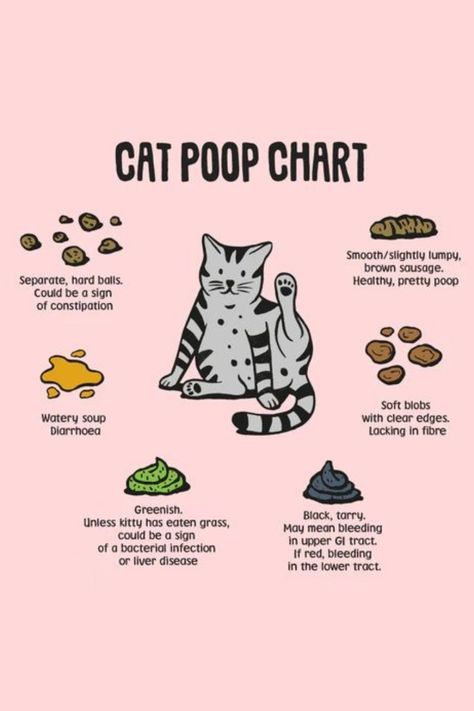 Cat Diet Tips, Cat Poop Chart, Benefits Of Having A Cat, Where To Pet A Cat, Cat Owner Tips, Mixology Set, Cat Health Problems, Getting A Kitten, Digestive Problems