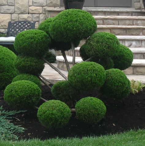 Topiary In Ornamental Home Gardens – Horticulture For Home Gardeners Lilac Pruning, Cedar Hedge, Lavender Hedge, Outdoor Topiary, Topiary Diy, Castle Gardens, Limelight Hydrangea, Annual Garden, Topiary Plants