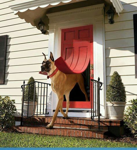 The latest in #Dog Doors and Home Security! Great Dane Funny, Dane Puppies, Great Dane Puppy, Dane Dog, Great Dane Dogs, Dog Door, Weimaraner, Great Dane, Doberman