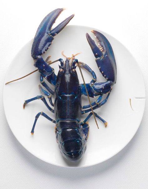 . Blue Lobster, Crab And Lobster, Blue Crab, Crustaceans, Sealife, Ocean Life, Sea Creatures, Food Photo, Sea Life