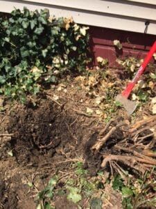 Removing Stumps Diy, Bush Removal Diy, How To Remove Stumps, Shrub Removal, Backyard Hacks, Diy Exterior, Mulch Landscaping, Stump Removal, Decorative Plants