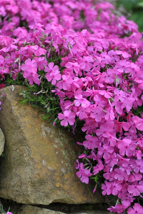 What To Do With Creeping Phlox After They Bloom - Spring Phlox Care Classic Garden Design, Phlox Plant, Phlox Subulata, Moss Phlox, Phlox Flowers, Perennial Ground Cover, Creeping Phlox, Thriving Garden, Ground Cover Plants