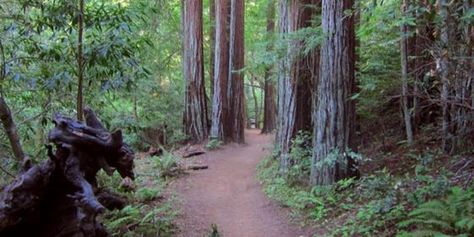 These days, Muir Woods is one of the most popular tourist attractions in the Bay Area, and as a result, it's generally mobbed with visitors, leaving few opportunities to enjoy the peace and solitude that a primal Redwood forest should provide. But don't worry, there is another Marin gem that can off... Larkspur California, Bay Area Hikes, Vacation Cottage, Muir Woods, Redwood Forest, The Bay Area, Walk In The Woods, California Adventure, San Francisco Bay Area