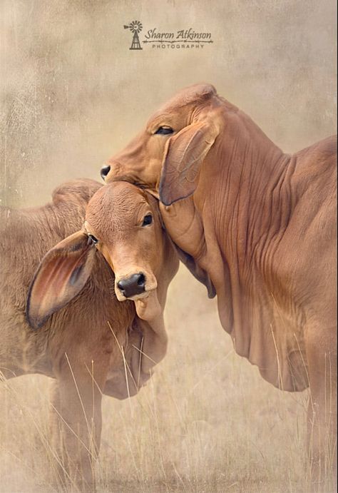 Indian Cow Photo, Indian Cow Photography, Brahma Cow, Cow Indian, Cow Reference, Rajput Wallpaper, Brahman Cow, Cattle Pictures, Nature Animation