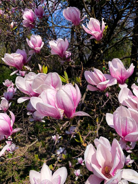 Magnolia Core, Magnolia Laufey Aesthetic, Steel Magnolias Aesthetic, Magnolia Flowers, Magnolia Aesthetic, Magnolia Flowers Aesthetic, Magnolia Flower Aesthetic, Magnolia Tree Aesthetic, Purple Magnolia