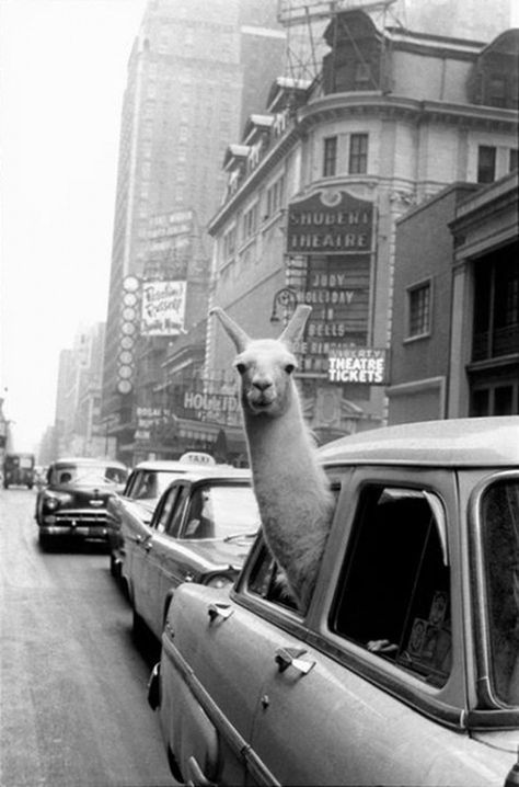 Maybe A Llama Once Stole A Cab From Your Grandpa. Inge Morath, Bohol, Funny Bunnies, Magnum Photos, Appaloosa, Iconic Photos, Quarter Horse, Funny Animal, 귀여운 동물