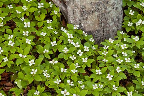 Ground Cover Plants Shade, Best Ground Cover Plants, Dogwood Trees, Ground Cover Plants, Starter Plants, Charming Garden, Herbaceous Perennials, Woodland Garden, Plant Combinations