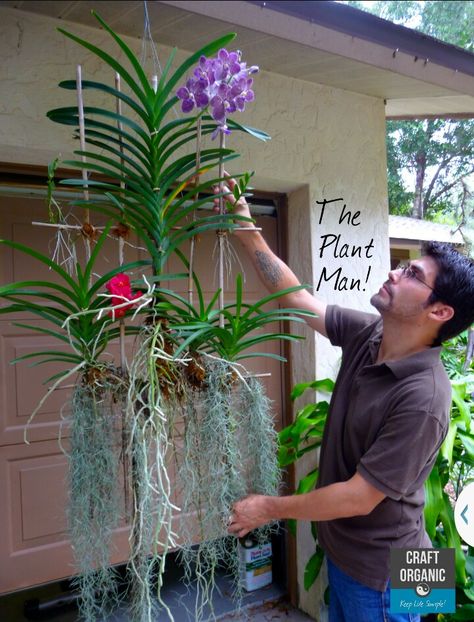 Hanging orchid idea from craft organic. Hanging Orchid, Indoor Orchids, Orchid Plant Care, String Garden, Orchid Planters, Vanda Orchids, Basket Kitchen, Growing Orchids, Orchids Garden