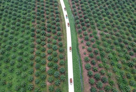 Top Producer, Square Roots, Standard Deviation, Economic Growth, Replant, Palm Oil, 21st Century, Indonesia, Running