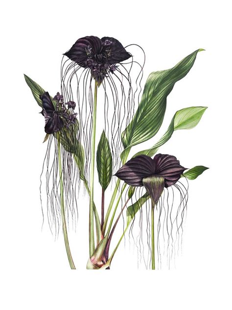 Billy Showell – The Society of Botanical Artists Bat Orchid, Drawing Botanicals, Billy Showell, Witch Forest, Orchid Drawing, Botanical Artists, Bat Flower, Botanical Floral Art, Paint Flowers