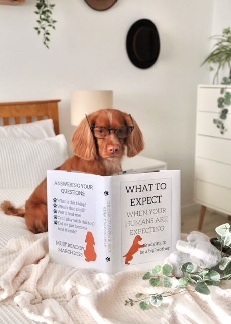 Dog Big Brother Announcement, Baby Reveal With Dog, Pregnancy Announcement Ideas With Dog, Baby Announcements With Dogs, Gender Reveal Ideas With Dog, Baby Announcing Ideas With Dog, Pregnancy Announcements With Dogs, Funny Pregnancy Announcement To Husband, Baby Announcement With Dogs