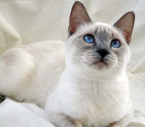 Lilac Point Siamese Cat | 12 Things You Need to Know Lilac Point Siamese, Siamese Cats Blue Point, Cats Siamese, Tonkinese, Siamese Kittens, Blue Point, Domestic Cat, Here Kitty Kitty, Siamese Cats