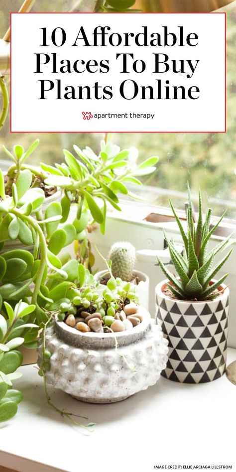 These are some of the best places to buy plants online with your budget in mind. Now all you have to do is figure out how to keep them alive. #houseplants #indoorplants #indoorgarden #plantcare #planttips #besthouseplants #easytocareforplants #affordableplants #plantlover House Plants Aesthetic, Money Plants, Grow Money, Room Scandinavian, Plants Care, Plants Aesthetic, Room Minimalist, Hydrangea Bush, Buy Plants Online