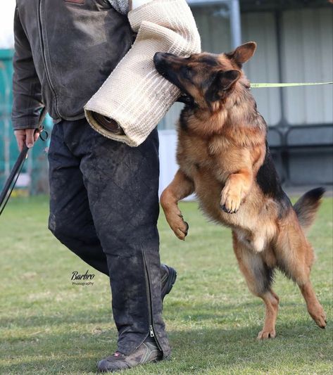 Protective German Shepherd, Igp Dog, Conditioned Dogs, K9 Police Dogs, Show Dogs, Police Canine, Dogs Aesthetic, Dog Soldiers, German Shepherd Training