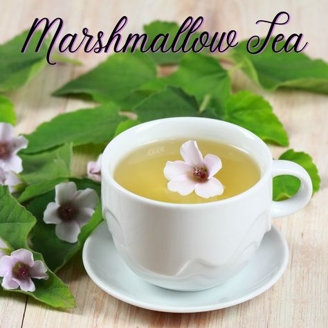 Marshmallow Root Tea, Marshmallow Tea, Althaea Officinalis, Marshmallow Root, Tea Benefits, Organic Seeds, Daily Diet, Medicinal Herbs, Tea Recipes